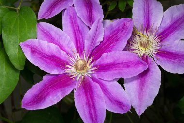 Clematis 'Dr Ruppel' bahçelerde yetişen en en sevilen asmalardan biridir. Polonya kökenli, çekici ve güzel.. 