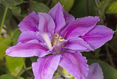 Clematis 'Dr Ruppel' bahçelerde yetişen en en sevilen asmalardan biridir. Polonya kökenli, çekici ve güzel.. 