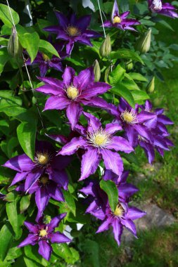 Clematis 