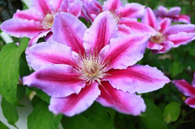 Clematis 'Dr Ruppel' bahçelerde yetişen en en sevilen asmalardan biridir. Polonya kökenli, çekici ve güzel.. 