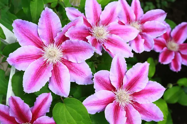 Clematis 'Dr Ruppel' bahçelerde yetişen en en sevilen asmalardan biridir. Polonya kökenli, çekici ve güzel.. 