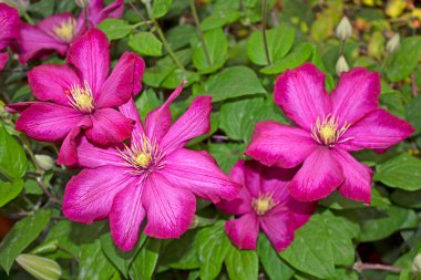 Clematis 'Ville De Lyon' geniş, canlı çiçekleri olan bir klematis çeşididir. Bu klematis koyu kırmızı çiçekleri ile ünlüdür, parlak kırmızı ile koyu kırmızı arasında değişebilir.