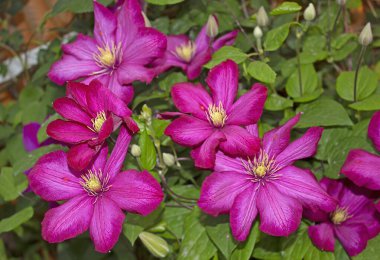 Clematis 'Ville De Lyon' geniş, canlı çiçekleri olan bir klematis çeşididir. Bu klematis koyu kırmızı çiçekleri ile ünlüdür, parlak kırmızı ile koyu kırmızı arasında değişebilir.