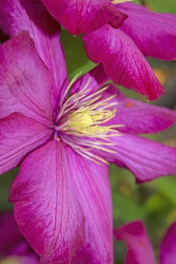 Clematis 'Ville De Lyon' geniş, canlı çiçekleri olan bir klematis çeşididir. Bu klematis koyu kırmızı çiçekleri ile ünlüdür, parlak kırmızı ile koyu kırmızı arasında değişebilir.