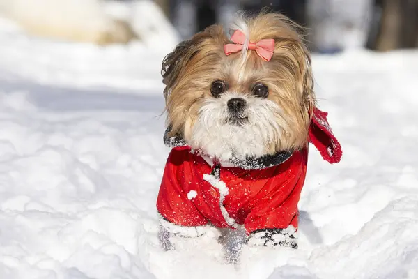Shih Tzu köpek yavrusu kış manzarasında. Shih Tzu karda koşuyor. Kıvrık dilli bir Shih Tzu 'nun komik yüzü.