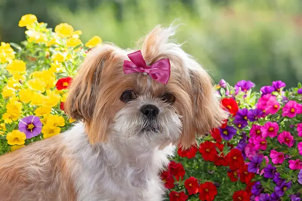 Çiçeklerin arasında Shih Tzu köpeği. Kıvrık dilli bir Shih Tzu 'nun komik yüzü. Shih Tzu portresi.