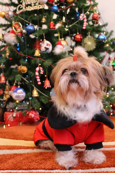 Noel süslemesinde Shih Tzu köpeği. Komik Shih Tzu portresi Köpeğin etkileyici gözleri ve tapılası özellikleri sezonun ruhunu mükemmel bir şekilde yansıtıyor.