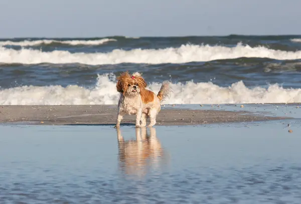 Sahilde, denizde Shih Tzu köpeği. Kıvrık dilli bir Shih Tzu 'nun komik yüzü..