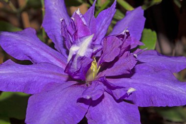 Clematis large-flowered Daniel Deronda a plant with a purple inflorescence from the creeper family. clipart