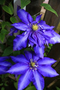 Clematis, Daniel Deronda 'ya sarmaşık familyasından mor bir çiçek verdi..