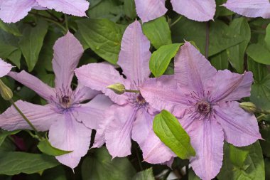 Clematis 'Hagley Melezi - yıldız şeklinde muhteşem çiçekler, açık pembe bir deniz tarağı gibi, yeni açıldıklarında koyu pembe bir şerit gösteriyorlar, soluk pembe-mor renge dönüşüyorlar.. 