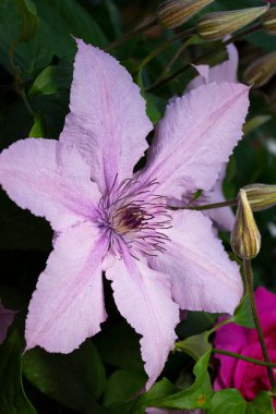 Clematis 'Hagley Hybrid' - the spectacular star-shaped flowers, light pink like a clam, show a darker pink stripe when they are newly opened, maturing to a pale pink-purple.  clipart