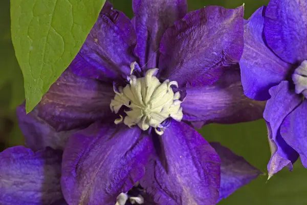Clematis, Daniel Deronda 'ya sarmaşık familyasından mor bir çiçek verdi..