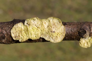 Trametes ergenliği, poliporun küçük, ince bir türüdür..