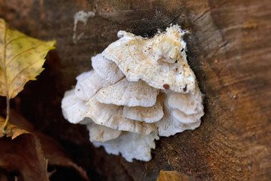 Trametes pubescens is a small, thin species of polypore, or bracket fungus. clipart