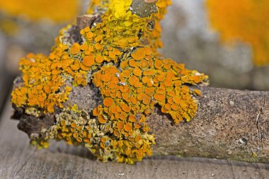 Xanthoria parietina is a foliose lichen in the family Teloschistaceae.It has wide distribution,and many common names such as common beauty, orange color, beauty in nature, beautiful, xanthoria parieti clipart