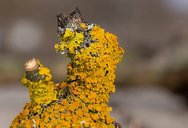 Xanthoria parietina, Teloschistacea familyasından bir bitki türü. Geniş bir dağılımı ve yaygın güzellik, turuncu renk, doğada güzellik, güzel, xanthoria parieti gibi birçok yaygın adı vardır.