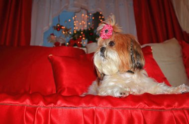 Noel süslemesinde Shih Tzu köpeği. Komik Shih Tzu portresi Köpeğin etkileyici gözleri ve tapılası özellikleri sezonun ruhunu mükemmel bir şekilde yansıtıyor.