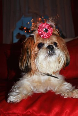 Noel süslemesinde Shih Tzu köpeği. Komik Shih Tzu portresi Köpeğin etkileyici gözleri ve tapılası özellikleri sezonun ruhunu mükemmel bir şekilde yansıtıyor.