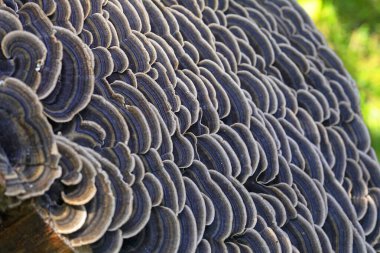 Trametes versicolor ayrıca Coriolus versicolor ve Polyporus versicolor olarak da bilinir.. 