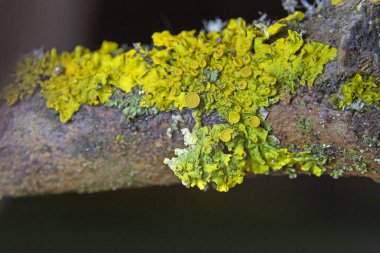 Xanthoria parietina, Teloschistacea familyasından bir bitki türü. Geniş bir dağılımı ve yaygın güzellik, turuncu renk, doğada güzellik, güzel, xanthoria parieti gibi birçok yaygın adı vardır.
