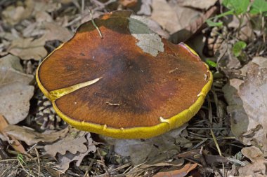 Suillus granulatus is a pored mushroom of the genus Suillus in the family Suillaceae. It is similar to the related Suillus luteus, but can be distinguished by its ringless stalk clipart