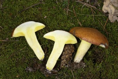 Suillus granulatus, Suillaceae familyasından bir mantar türüdür. İlgili Suillus Luteus 'a benzer ama halkasız sapıyla ayırt edilebilir.