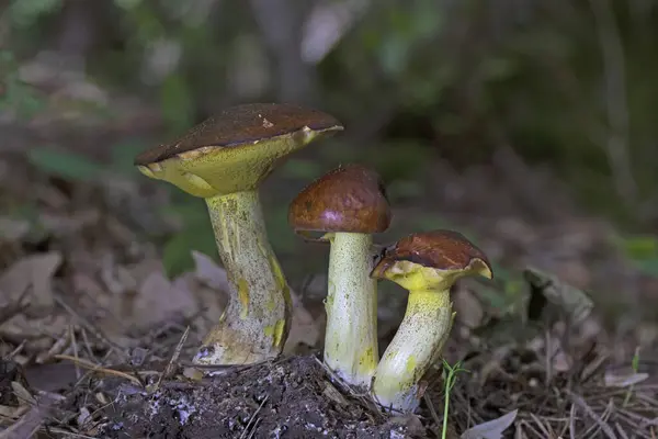 Suillus granulatus, Suillaceae familyasından bir mantar türüdür. İlgili Suillus Luteus 'a benzer ama halkasız sapıyla ayırt edilebilir.