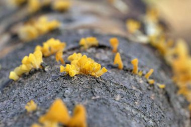 Guepiniopsis buccina is a species of Fungi in the family Dacrymycetaceae. This very tiny jelly fungus is found on the deadwood of hardwoods. clipart