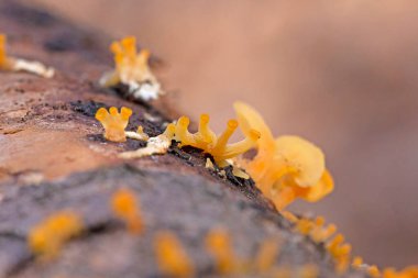 Guepiniopsis buccina is a species of Fungi in the family Dacrymycetaceae. This very tiny jelly fungus is found on the deadwood of hardwoods. clipart