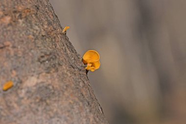 Guepiniopsis buccina, Dacrymycetaceae familyasından bir mantar türüdür. Bu minicik jöle mantarı, ağaçların ölü odunlarında bulunur..