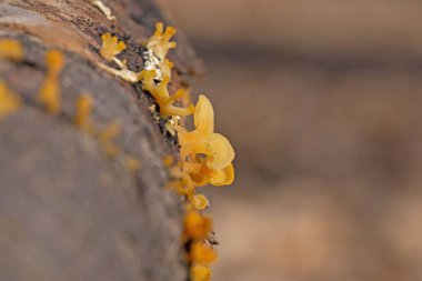 Guepiniopsis buccina is a species of Fungi in the family Dacrymycetaceae. This very tiny jelly fungus is found on the deadwood of hardwoods. clipart