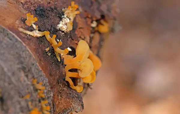 Guepiniopsis buccina, Dacrymycetaceae familyasından bir mantar türüdür. Bu minicik jöle mantarı, ağaçların ölü odunlarında bulunur..