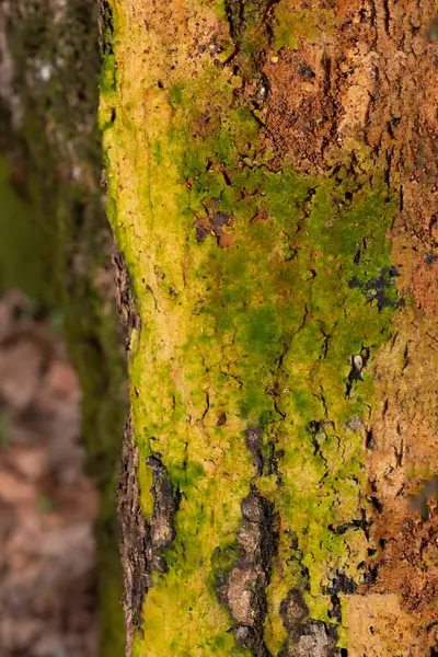Chrysothrix xanthina, Arthoniaceae familyasından yaygın olarak dağıtılan bir leprose liken türüdür. Açık sarıdan parlak yeşile, ince, granüler tallus türüne sahiptir ve genellikle ağaç kabuğunda yetişir.