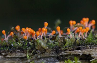 Trichia 'nın bir dokunmatik tahta üzerindeki birçok portakallı meyve gövdesi akşam güneşiyle aydınlanır. Sümük kalıbı, ya da miksomiket, Trichia desipinleri. Myxomycete birçok mikroskobik tek hücreli amipten oluşan özel bir organizmadır.. 