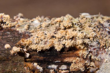 Hyphodontia barba-jovis Romanya 'dan bir mantar.