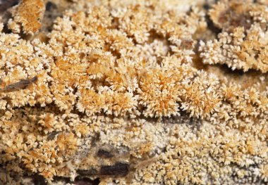 Hyphodontia barba-jovis Romanya 'dan bir mantar.