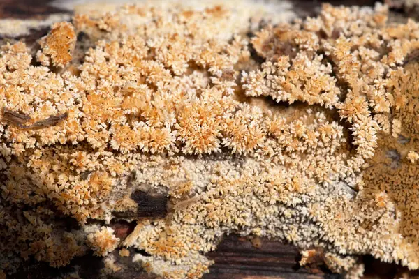 Hyphodontia barba-jovis Romanya 'dan bir mantar.