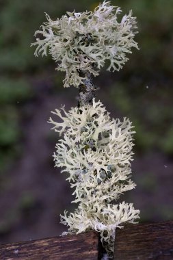 Evernia budanması öncelikli olarak meşe ağaçlarının gövdesi ve dallarında yetişir ama aynı zamanda köknar ve çam kozalakları gibi diğer yaprak döken ağaçların ve kozalakların kabuklarında da bulunur..