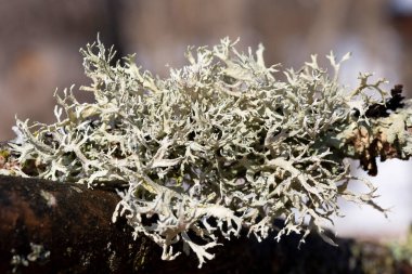 Evernia prunastri grows primarily on the trunk and branches of oak trees, but is also commonly found on the bark of other deciduous trees and conifers such as fir and pine. clipart