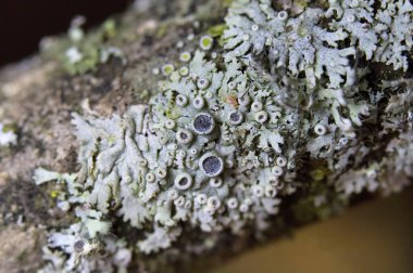 Physcia aipolia (yaygın olarak Hoary rosette lichen olarak bilinir), kedigiller (Lecanoromycetes) familyasından bir mantar türü..
