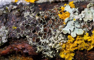 Physcia aipolia (yaygın olarak Hoary rosette lichen olarak bilinir), kedigiller (Lecanoromycetes) familyasından bir mantar türü..