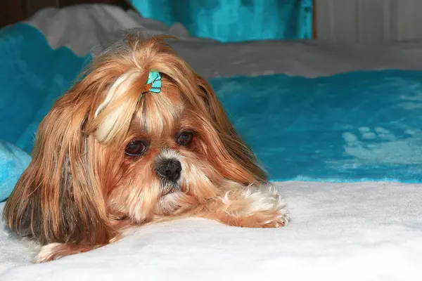 Shih Tzu köpeği yatakta dinlenirken. Şımartılmış ve Shih Tzu köpeğini sevmiş. Büyüleyici Shih Tzu dinleniyor ve kameraya bakıyor..