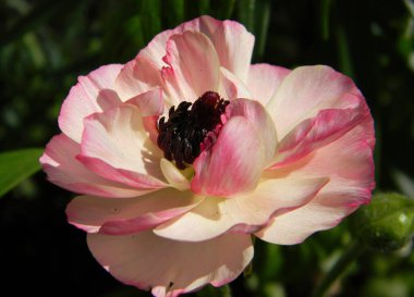 Ranunculus bahçede çiçek açar. Ranunculus yakın plan, çiçek makrosu, ranunculus duvar kağıdı, siyah arkaplanda ranunculus. Güzel taze ranunculus çiçekleri .