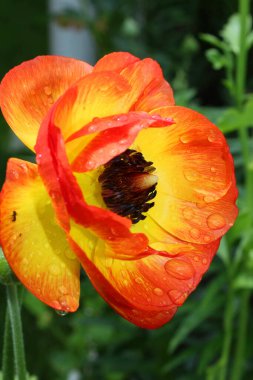 Ranunculus bahçede çiçek açar. Ranunculus yakın plan, çiçek makrosu, ranunculus duvar kağıdı, siyah arkaplanda ranunculus. Güzel taze ranunculus çiçekleri .