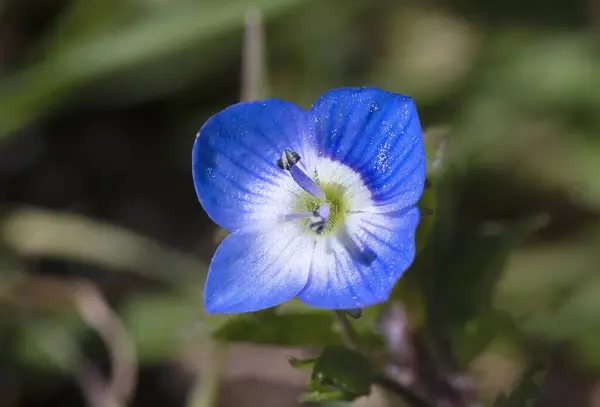 Veronica Persica ya da Veronica filiform mavi, yapraklı dört bukleli çiçek, yakın çekim. Bird 's Eye Speedwell veya Field Speedwell, Plantaginaceae familyasından bir bitki türü..