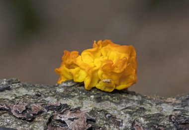 İlginç mantar Tremella mezanterica (sarı beyin, altın jöle mantarı, sarı titreşimli), ağaçtaki turuncu jöle gibi görünüyor. Ağaç kabuğunda büyüyen Tremella mezenterica mantarı..