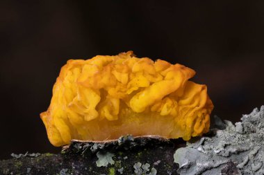 İlginç mantar Tremella mezanterica (sarı beyin, altın jöle mantarı, sarı titreşimli), ağaçtaki turuncu jöle gibi görünüyor. Ağaç kabuğunda büyüyen Tremella mezenterica mantarı..