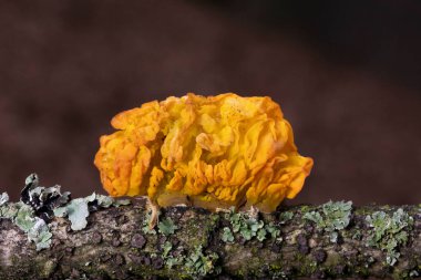 İlginç mantar Tremella mezanterica (sarı beyin, altın jöle mantarı, sarı titreşimli), ağaçtaki turuncu jöle gibi görünüyor. Ağaç kabuğunda büyüyen Tremella mezenterica mantarı..