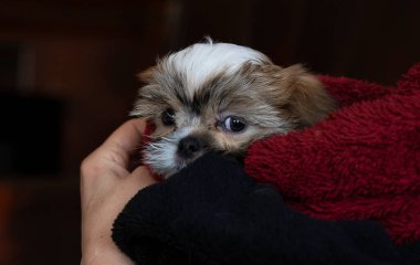 Shih tzu köpek portresi. Tapılası Shihtzu yavrusu. Genel kompozisyon, genç bir köpek yavrusunun masumiyetinin ve oyunculuğun özünü yakalar..